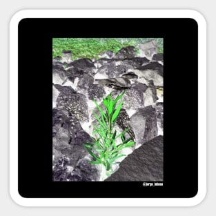 just leaf in ecopop negative photo cam wallpaper art Sticker